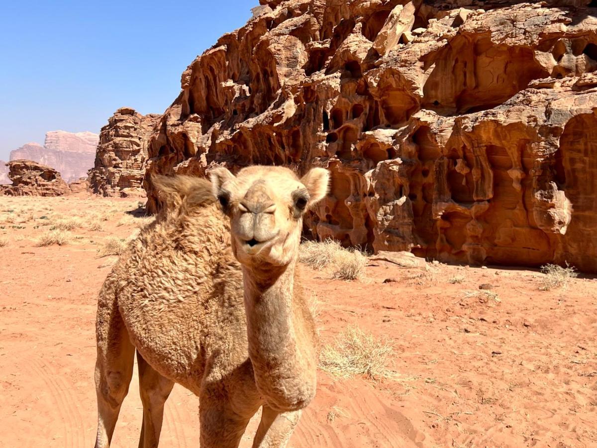 Wadi Rum Bedouin Tour With A Camp Dış mekan fotoğraf
