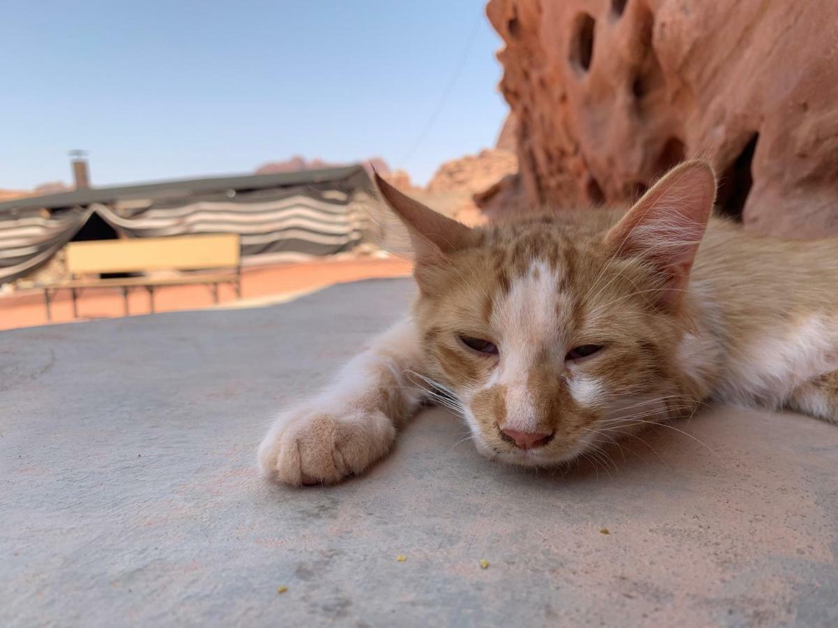 Wadi Rum Bedouin Tour With A Camp Dış mekan fotoğraf